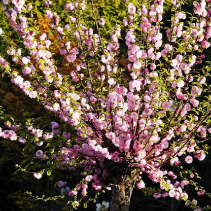 Pink Flowering Almond Trees Live Plants Shrubs Dormant in Pot, Spring Planting, 8 Months Old Flowering Plum Bushes, Ornamental and Fragrant Pink Blossoms