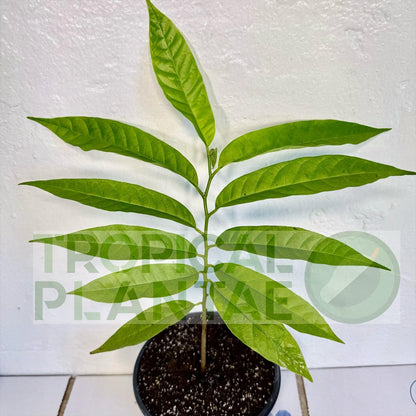 Sugar Apple Live Fruit Tree 10”-20” Tropical Plantae