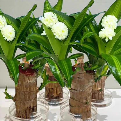 Live Brazilian Lucky Wood Kit with Modern Base & 2 Decorations - Indoor Good Luck House Gift for Home Office Desk Decor - Easy Grow Housewarming Gift