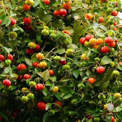 Surinam Cherry Tree for Planting 2.5–3 Ft | Live Cherry Plant | Compact Tropical Fruit Tree for Backyard, Outdoor, and Container Growing | No Ship to CA,HI,AK