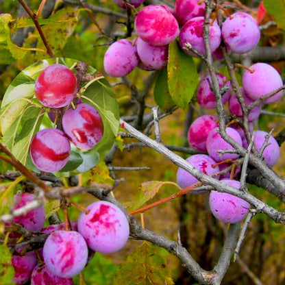 1-2 Feet Plum Tree Live Plant for Planting, No Pot Plum Tree Sweet Fruit, Cold Hardy, Dormant in Winter, Spring Planting