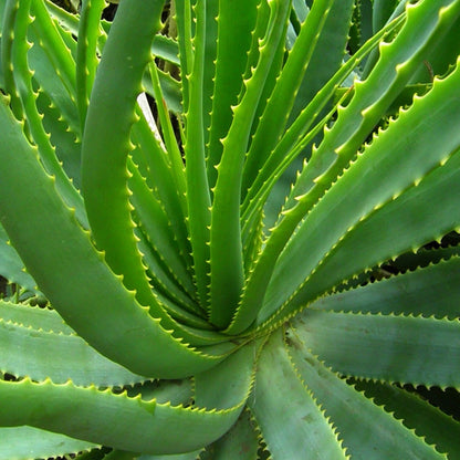 Aloe Vera Aloe Vera Live Plant for Planting in Size 2 Inch Pot | Vibrant, Low-Maintenance Aleo Plant for Patio, Balcony & Indoor Spaces | Perfect for Plant Enthusiasts & Beginners