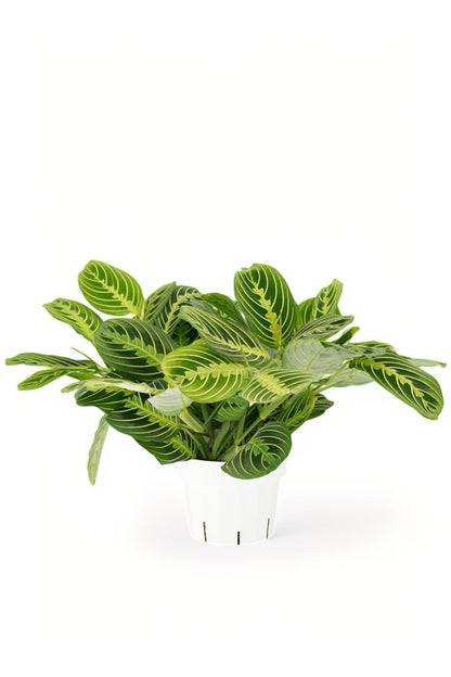 Lemon Lime Maranta Live Plant -Indoor House Plant - Prayer Plant - Low Light Houseplants - Plants Live Houseplants Low Maintenance - 6" Pot
