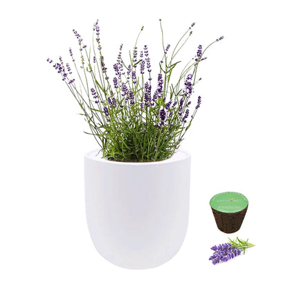 Environet Hydroponic Herb Growing Kit, Self-Watering Kitchen Herb Garden Starter Kit with Organic Seeds (Lavender)