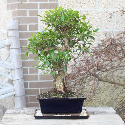 Brussel's Bonsai - Live Golden Gate Ficus Bonsai Tree with Ceramic Bonsai Pot & Humidity Tray, Indoor Bonsai Plant, 4 Years Old, 5-8 Inches Tall, Easy Care Houseplant for Home or Office (Small, Green)