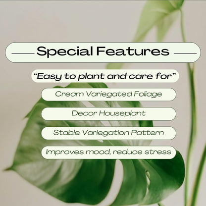 Constellation Monstera Plant, Rare Variegated Monstera Live Plant, Philodendron Houseplant for Indoor Growing, 4 to 6 Inc Tall