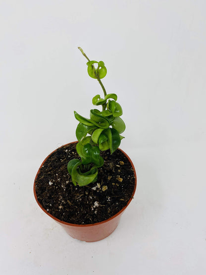 Hindu Indian Rope Plant- Hoya Exotic by: JMBAMBOO
