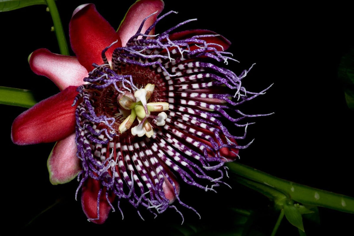 Live Plant - Giant Granadilla Passion Fruit Vine - Passiflora Quadrangularis -Starter Plant