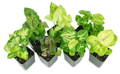Syngonium (Grower's Choice)