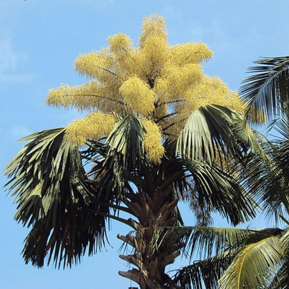 Palm Tree Plant, Live Tropical Palm Tree, Fully Rooted in 3 Gallon Pot, Ready for Outdoor Planting (Huge Green Leaves Palm)