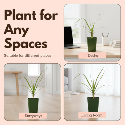 MyShelfie - Ponytail Palm (Beaucarnea Recurvata) Live Indoor House Plant in 2-Inch Pot – Low Maintenance, Air-Purifying Plant