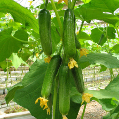 Set of 2 Marketmore Cucumber Plants Live, Live Cucumber Plants, 4'' Pot, 4 to 7 Inc Long Starter Plant