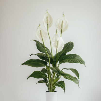 Spathiphyllum 'Peace Lily' Live Plant - Peace Lily Plant Live Houseplant- Indoor Air Purifier - Low Maintenance Flowering Indoor Plant - CA Seller (Small Plant, 4" Pot, NOT Flowering Currently)