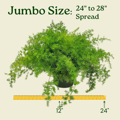Sprengeri Asparagus Fern Hanging Basket 10" – Live Plant with Lush Green Foliage – Air-Purifying, Easy-Care Houseplant for Indoor & Outdoor Spaces – 24" to 28" Spread – Tropical Plants of Florida