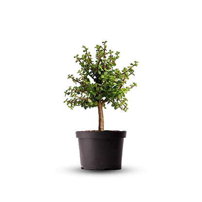 American Plant Exchange Live Dwarf Jade Tree, Miniature Bonsai Tree, Plant Pot for Home and Garden Decor, 6" Pot