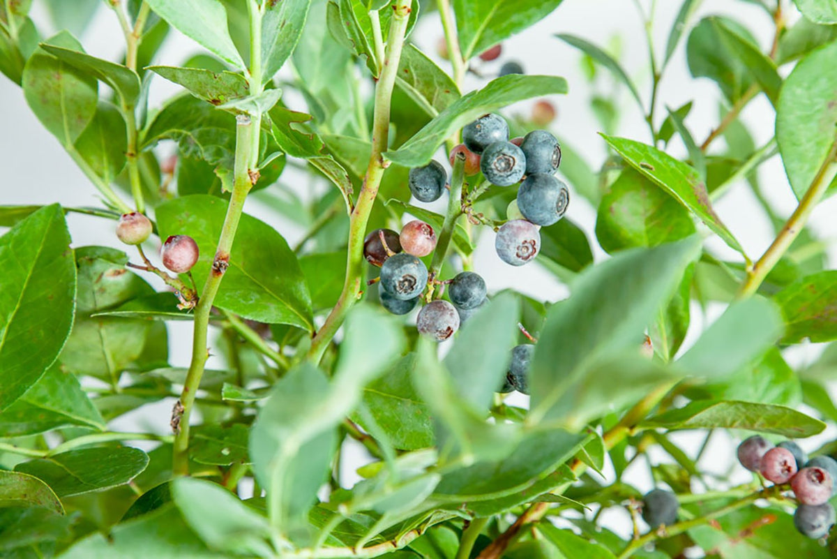 Perfect Plants Powder Blue Blueberry Live Plant, 3 Gallon, Includes Care Guide