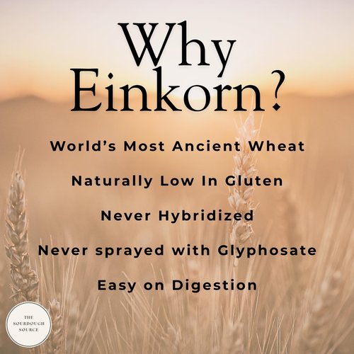 Einkorn Dehydrated Italian Sourdough Starter | Naturally Lower Gluten Structure | Made from Organic Heirloom Einkorn Flour From Italy| The Sourdough Source | Easy to Follow Instructions |Double Batch 2 Servings | Low-Maintenance| Make Artisan Sourdough Br