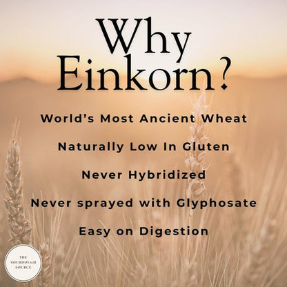 Einkorn Dehydrated Italian Sourdough Starter | Naturally Lower Gluten Structure | Made from Organic Heirloom Einkorn Flour From Italy| The Sourdough Source | Easy to Follow Instructions |Double Batch 2 Servings | Low-Maintenance| Make Artisan Sourdough Br