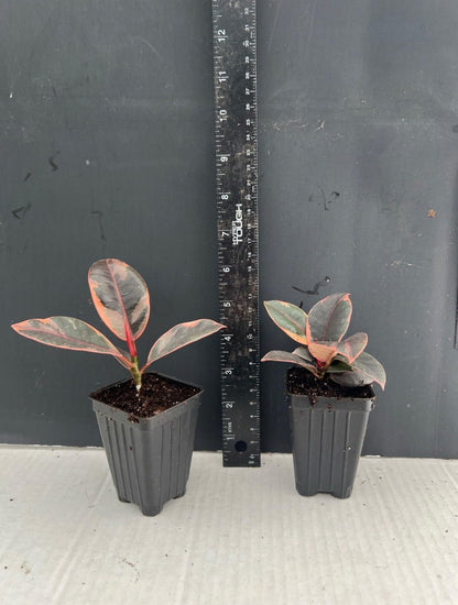 Live Plant - Ruby Rubber Tree-Ficus Elastics-Small Rooted Starter Plant-Pink Variegated Leaf