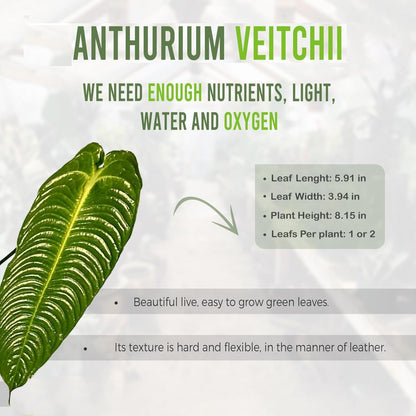 LEAL PLANTS ECUADOR Anthurium Warocqueanum + Veitchii (Pack of 2) Bundle Indoor Plants| Rare Queen & King Anthurium Hybrid|Tropical Premium Houseplants for Home & Office Decor