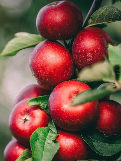 McIntosh Apple Tree, Deciduous, Large Bright Red Fruit, 1 gal Nursery Pot, 2-3 ft. Tree Height (Due to Agricultural Laws, we Cannot Ship to CA, AZ, AK, or HI)