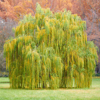 Brighter Blooms - Weeping Willow Tree, 4-5 ft. - No Shipping to AK, AZ, HI