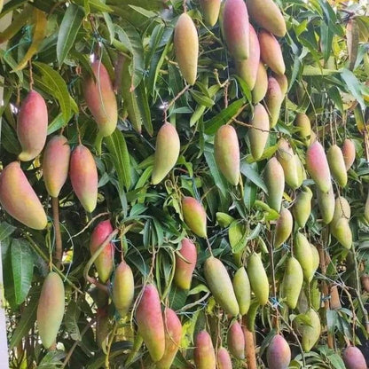 Long Mango Tree 2-3ft Tall in 3 Gallon Pot for Outdoor Planting, Mango Plant Live, High Yield Tropical Fruit Tree, No Ship to CA