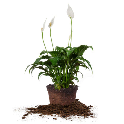 PERFECT PLANTS Peace Lily | Spathiphyllum | 15in. Tall | Easy Care Houseplant | Perfect for Moderate to Bright Light Conditions, 6 in. Grower's Pot, | Air Purifying