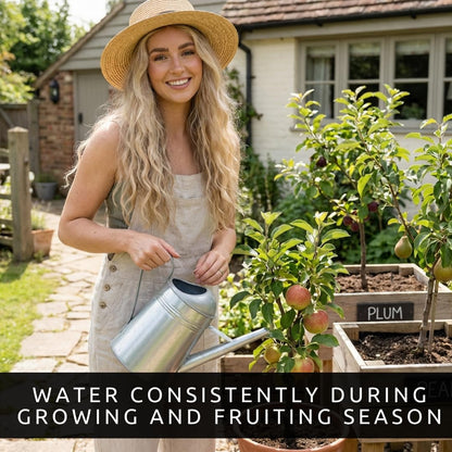 Apple, Plum & Pear Trees (3-Pack) – Dwarf Fruit Trees, Easy Grow Backyard Orchard Starter Kit (3 Pack - 1 of Each)