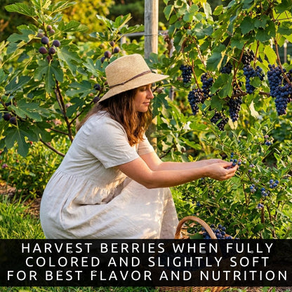 Blue Fruits Bundle - One Live Plant of Each - Bluecrop Blueberry, Mission Fig, Concord Grape - Ship Bare Root (3 Live Fruit Bush Plants) - Easy Grow Edible Fruit Trees and Vines Starter Kit
