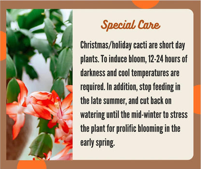 2" Orange Christmas Cactus Live Plant. (Orange)