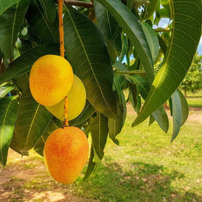 Mango Tree - Live Fruit Tree in a 3 Gallon Pot - Mangifera Indica 'Alphonso' - Tropical Edible Fruit Bearing Tree