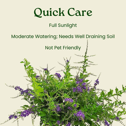 Duranta Tree Live Plant - Purple Showers - Overall Height 36" to 42" - Tropical Plants of Florida (Plant in Growers Pot)