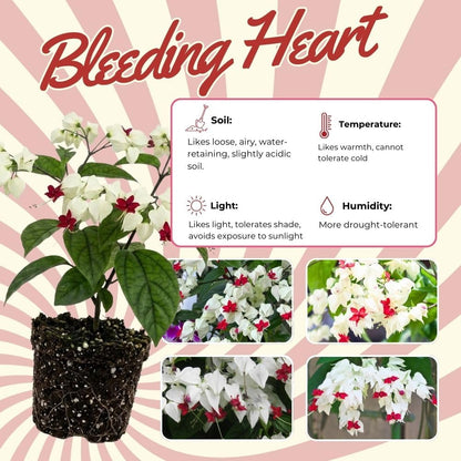 Set 3 White Bleeding Heart Plants Live 4-6 Inch Tall, White Clerodendrum Plant, Bleeding Heart Flowering Vine Plants, Blooming Flowering Vine for Garden Planting