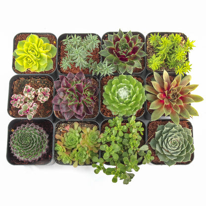 Mountain Crest Gardens Hardy Succulent Variety Pack - 12 Frost-Tolerant Live Plants, Rooted in 2 Inch Pots - Real Outdoor Succulents for Rock Gardens, Landscaping, DIY Arrangements
