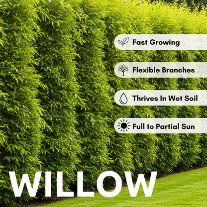 50 Hybrid Willow Tree Cuttings to Grow - Fastest Growing Tree in The World - Fast Privacy Hedge, Shade Trees - Grow Aussie Willow Trees