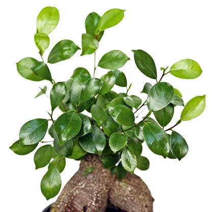 Live Ginseng Ficus, Ficus Retusa, Taiwan Ficus, Banyan Fig, Bonsai Houseplant, Birthday Gift, Housewarming Gift for The Home, Plant Lover Gift, Live Potted Houseplant in 6" Pot
