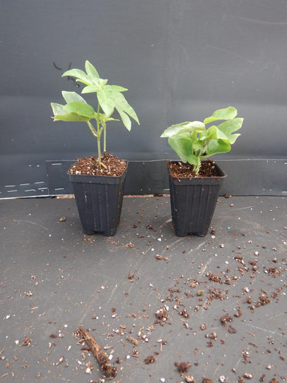 Live Plant - Yellow Passiflora Passion Fruit Starter Plant
