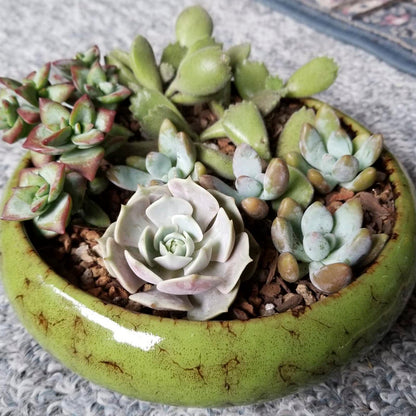ARTKETTY Succulent Pots - 2 PCS Large Bonsai Pots with Drainage Tray, 7.3 Inch Shallow Planters for Indoor Plants Ceramic Cactus Plant Container Bowl for Home Office Desk