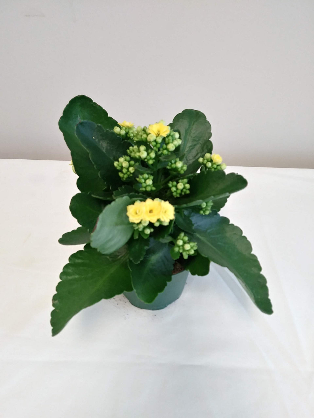 Live 4" Yellow Kalanchoe in 4" Yellow Paint Can Gift Container