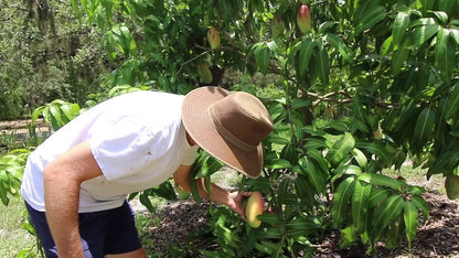 Mango Tree - Live Fruit Tree in a 3 Gallon Pot - Mangifera Indica 'Valencia Pride' - Tropical Edible Fruit Bearing Tree