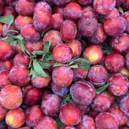 Santa Rosa Plum Tree 2-3 Feet Tall, Red Plum Tree Plant Live in 3 Gallon Pot, Tropical Plums Grafted Trees for Planting Outdoor Garden, No Ship to CA
