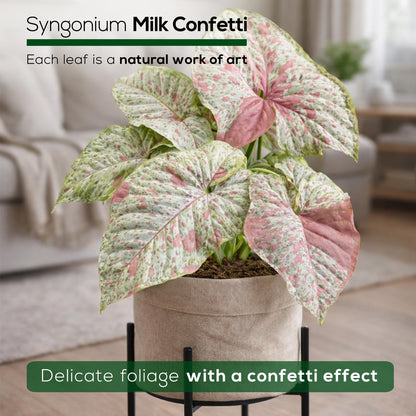Syngonium Confetti Plant (4 Pack) Rare Live Starter Plants, Variegated Arrowhead Vine Houseplants, Easy Care Indoor Tropical Plants Live, Pink Foliage Houseplants