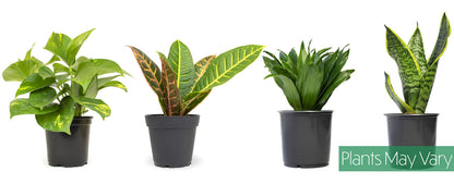 Money Tree Plant Indoor House Plants, Chinese Money Plant Decor, Bonsai Tree Feng & Essential Houseplant Collection (4PK) Live Plants Indoor Plants Live Houseplants in Plant Pots