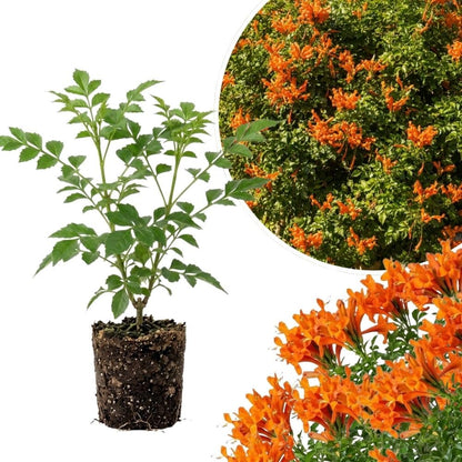 Live Orange Honeysuckle Plant, 6-10 InchTall, Orange Honeysuckle 4 Inch Pot, Climbing Flowering Vine for Outdoor Growing
