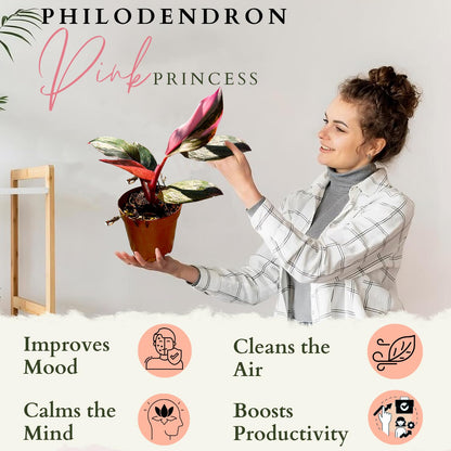 2 Inches Philodendron Pink Princess Live Plant with 4" Pot - Philodendron Plant Live Easy to Grow and Air Purifying - Indoor Houseplants for Home Office Wedding Decor & Gift Idea(Heat Pack Included)