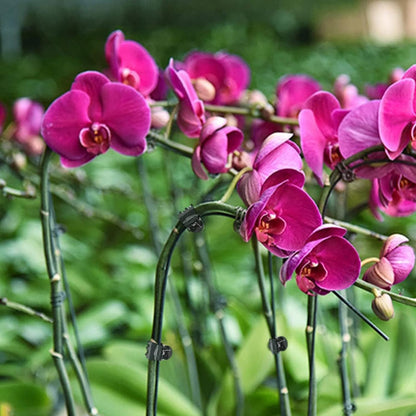 AccEncyc Plant Clips - 100 Pcs Orchid Support Clips for Stems, Vines & Climbing Plants