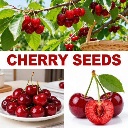 Mixrug Mix Dwarf Bonsai Fruit Tree Seeds for Planting, 40+ Apples Tree,40+ Lemon Tree Seeds,40+ Orange, 20+ Blueberry,40+ Cherry 5 Variety Individual Packs, Fruits Seeds Non-GMO Heirloom Organic