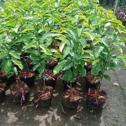 Ready to Bear Fruit Soursop Tree Live Plant in 1 Gallon Pot, 2-3 Years Old, 2-3 Feet Sweet Annona Muricata Guanabana for Outdoor Planting, No CA, Soursop Trees Grafted Tropical Fruit