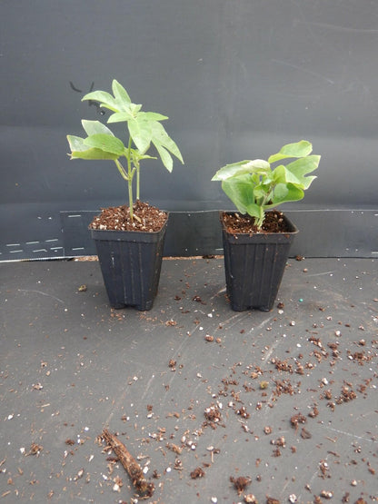 Live Plant - Lavender Lady Passiflora Starter Plant Passiflora X Alato Fragrant!